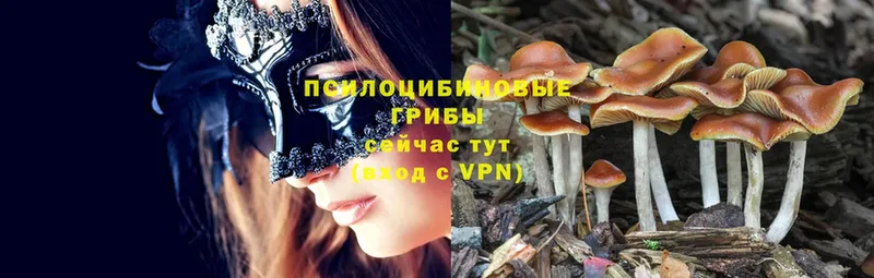 Галлюциногенные грибы Psilocybine cubensis  Видное 